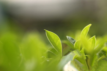 Natural green plants landscape using as a background or wallpaper,Closeup nature view of green leaf in garden at summer under sunlight