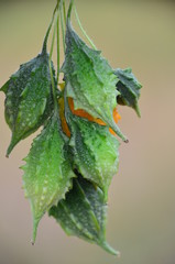 Bitter gourd