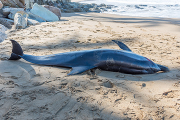 Deceased Dolphin Body on a Mediterranean Beach in Southern Italy