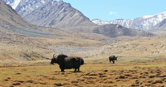 Himalaya mountains nature landscape. Yaks graze on meadow among high snow peaks in Ladakh region in northern India