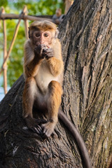 Little funny monkey on the tree eats coconut.