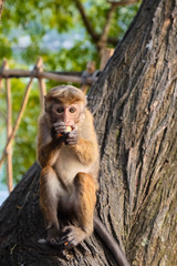 Little funny monkey on the tree eats coconut.