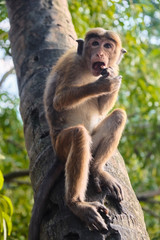 Little funny monkey on the tree eats coconut.
