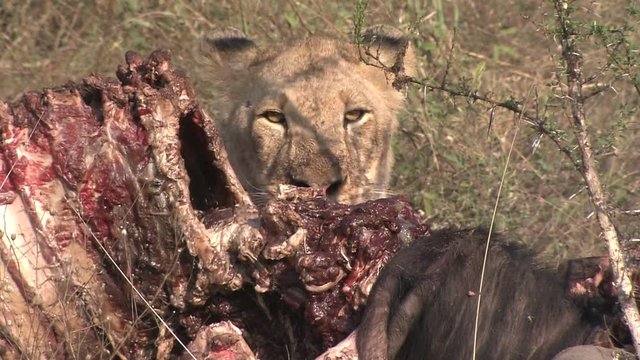 A young adolescent Lion (Panthera leo) eating, biting, chewing at a Wildebeest, Gnu carcass, fresh kill, in the African bushveld, dry winter grass. Lion Behaviour, South Africa 
