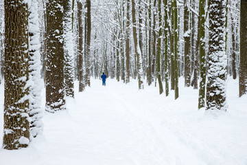 Fototapeta premium beautiful winter forest and the road