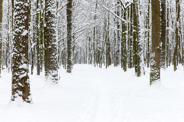 beautiful winter forest and the road