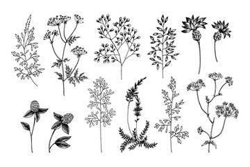 Wild and herbs plants set. Outline, Silhouette and sketch botanical hand drawn illustration. Spring flowers. Vector design. Can use for greeting cards, wedding invitations, patterns. - 246308011