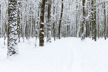 Fototapeta premium piękny zimowy las i droga