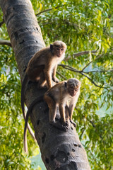 Little funny monkey on the tree.