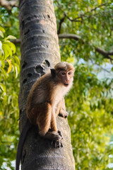 Little funny monkey on the tree.
