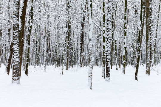 Fototapeta beautiful winter forest and the road