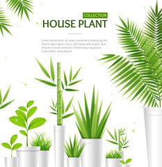 Realistic 3d Detailed House Plant Concept Banner Card. Vector