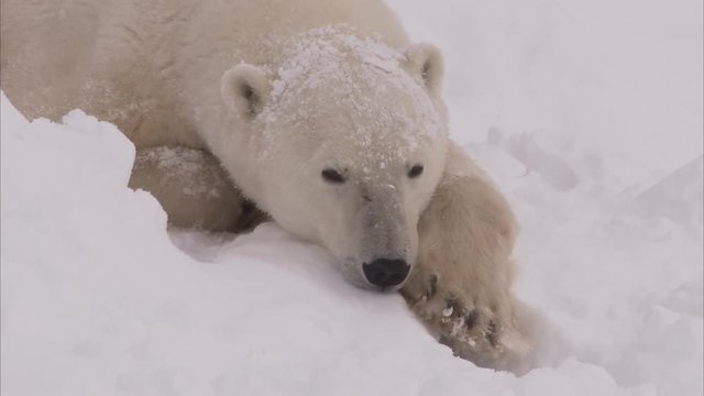 Polar Bear In Day Den In Snow, Churchill, Manitoba, Canada 