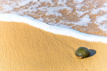 Sponge on a Sandy Beach with Surf and Foam