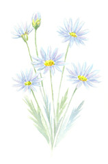 マーガレット　水彩イラスト