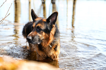 Dog German Shepherd in a water outdoors