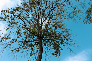 The tree and the sky with the clouds  filter and texture background