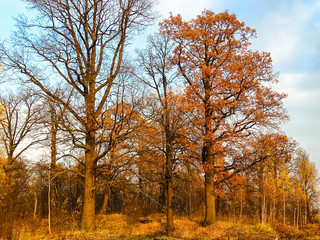 Fototapeta premium Oak grove illuminated by the setting sun against a blue sky. Autumn time, oaks losing foliage