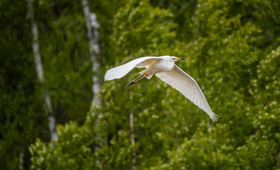 Great White Egret Flying over a Wetland in Latvia