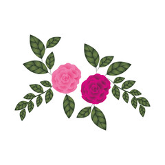 beautiful roses with leafs isolated icon