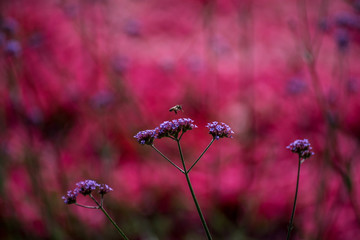 Purple Flowers with an Intense Pink Background and Honey Bee