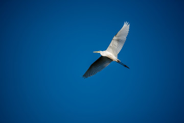 Great White Egret Flying over a Wetland in Latvia