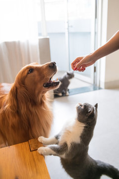 Naklejki Golden retriever and cat want food