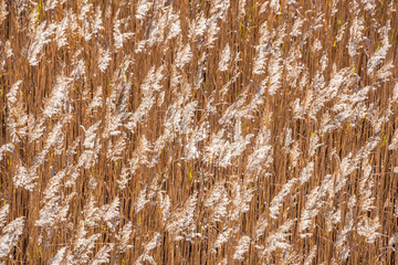 Wheat in the Summer Background