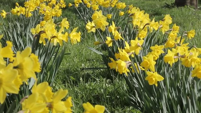 Daffodils at Baslow, Derbyshire, England, Uk, Europe 