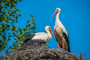 Female Stork Sitting in Her Nest in Latvia