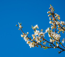 White Plum Blossoms in Spring in Latvia Against a Blue Background