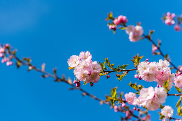 Pink Japanese Cherry Blossoms in Spring in Latvia Against a Blue Background