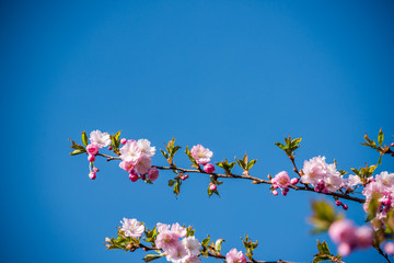 Pink Japanese Cherry Blossoms in Spring in Latvia Against a Blue Background