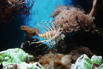 aquarium close up picture