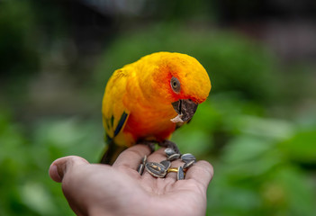 Sun conure parrot on hand © Rawich Liwlucksaneey