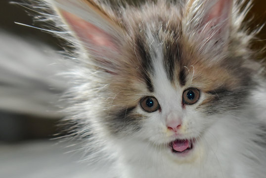 The cat's face was shocked