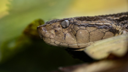 Obraz premium Fer-de-lance Viper Snake in Costa Rica 