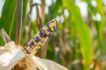 Naklejka premium Close up of ears of mature Indian corn, also called flint or calico corn in organic corn field.