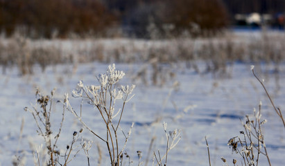 Flakes of snow on branch. Selective focus of Snowflake on tree during winter, shallow depth of field