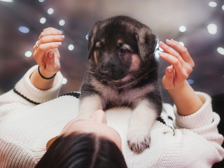 little shepherd puppies