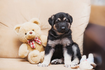 little shepherd puppies