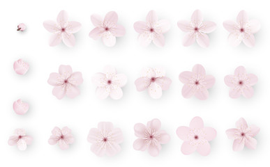 Fototapeta na wymiar Realistic sakura or cherry blossom; Japanese Spring Flower Sakura; Pink Cherry Flower.