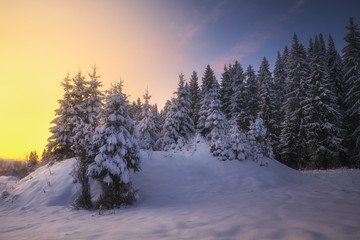 winter coniferous forest covered with snow in evening
