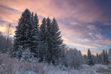 winter coniferous forest covered with snow in evening
