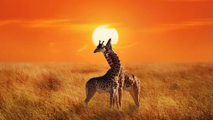 Giraffes in the Serengeti National Park.  Africa. Tanzania. Sunset background. © delbars