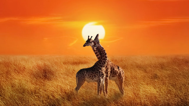 Giraffes in the Serengeti National Park.  Africa. Tanzania. Sunset background.