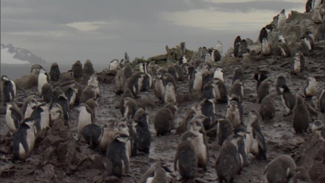 Chinstrap penguin (Pygoscelis antarctica) colony, moulting chicks and adults stand in thick mud 