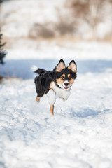 puppy dog breed border collie
