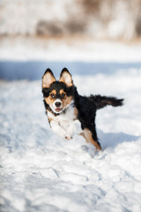 puppy dog breed border collie