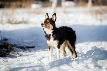 puppy dog breed border collie